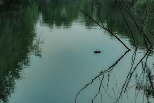宁静湖面与岸边枯树枝