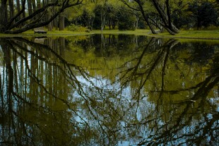 林间静谧湖水倒影美景
