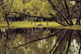 湖畔树林倒影的静谧美景