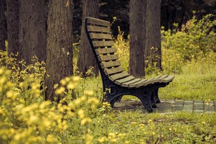 林间长椅静立花草相伴