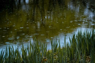 宁静池塘边的翠绿植物