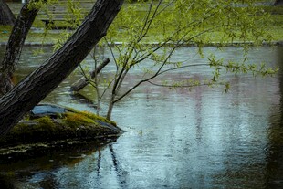 湖畔垂柳映碧水
