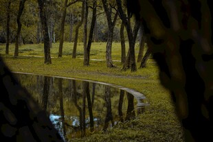 林间池塘静谧景致