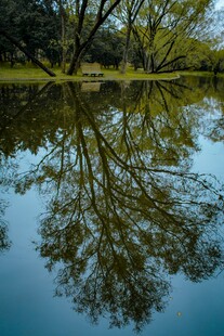 湖畔树影倒映静谧美景