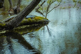溪边枯木倒影自然景致