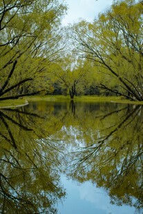宁静湖面映绿树美景