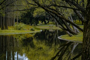 宁静河畔树林倒影美景