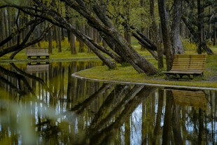 静谧林间倒影的清幽景致