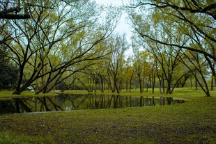 春日湖畔垂柳美景