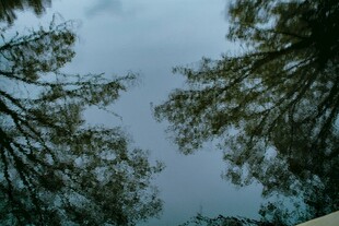 仰视茂密树冠与天空