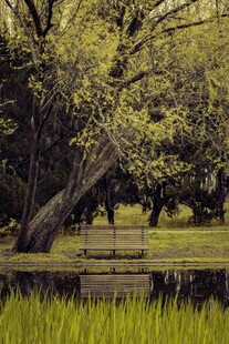 湖畔歪树与葱郁草木