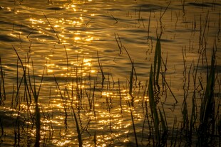 金色湖面芦苇光影美景