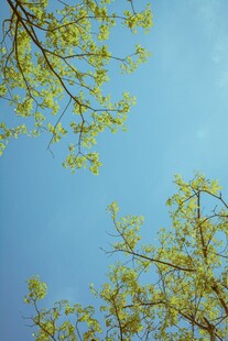 蓝天映衬下的嫩绿树枝