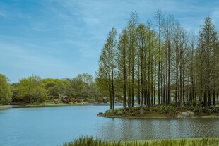 湖畔葱郁树林