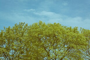 蓝天绿树风景图