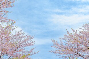 春日烂漫樱花树
