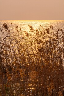 夕阳下的芦苇荡美景