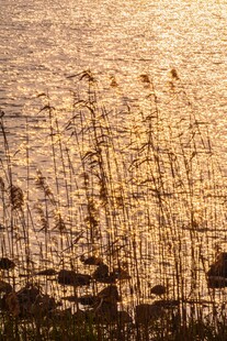 夕阳下的芦苇荡美景