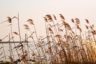 夕阳下的芦苇随风摇曳