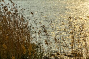 湖畔芦苇映夕阳