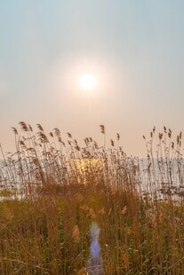 夕阳下的芦苇荡美景