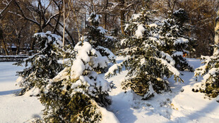 雪覆松林美景