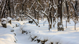 冬日雪覆树林静谧美景