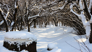 冬日雪覆树林静谧美景