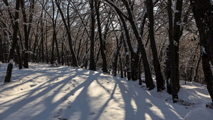 冬日雪林 光影斑驳之景