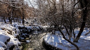 冬日雪覆溪流林间美景