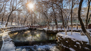 冬日雪覆河畔树林美景
