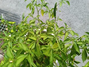 生机勃勃的绿色植物