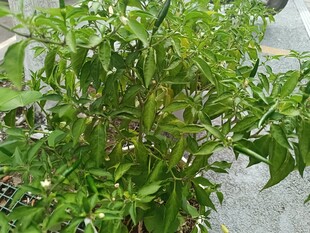 绿叶繁茂的植物