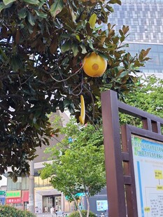 树上黄果与街边指示牌