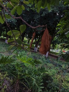 林间橙色帐篷隐于绿植间