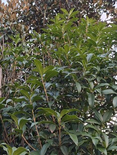 繁茂绿植展现自然生机