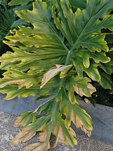 翠绿鹿角蕨植物特写