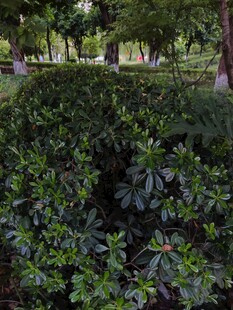 绿意盎然的园林植物景观
