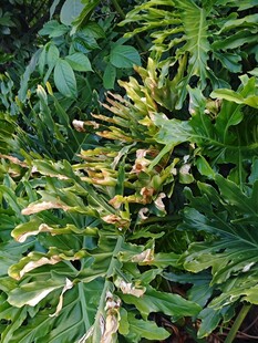 蕨类植物特写