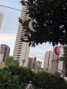 城市树梢间的月亮与旗帜