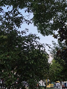 绿树成荫下的城市景象