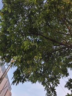 绿叶繁茂的树冠