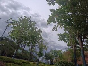 阴天里的绿树景观