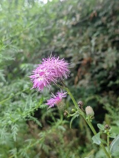 野外绽放的紫色花朵
