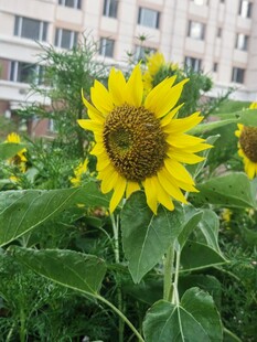 阳光下的灿烂向日葵