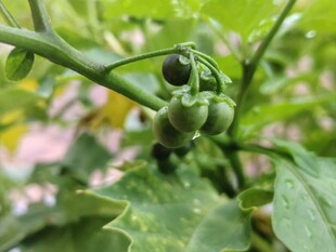 青嫩茄果挂于翠绿枝叶间