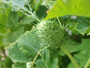 带刺的绿色植物果实