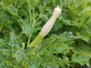 白色单朵花绽于绿叶间