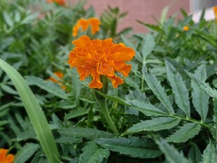 橙色万寿菊绽放绿叶间