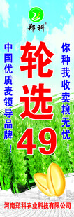 麦种注水旗